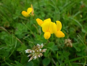 临海市花卉去顶芽技术与时令花卉绿植直销