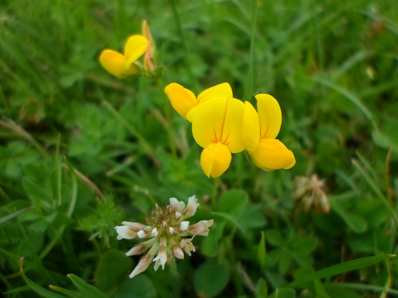 临海市花卉去顶芽技术与时令花卉绿植直销  第1张